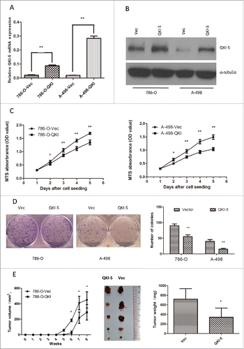 Figure 2. Overexpression of QKI-5 inhibits the proliferation of ccRCC cells in vitro and in vivo. (A–E) 786-O and A-498 cells with stably overexpressing QKI-5 or transfected with empty vector (Vec) were analyzed as follows. (A) QKI-5 mRNA expression levels were determined by qPCR assays. (B) QKI-5 protein expression levels were determined by immunoblotting; α-tubulin was used as a loading control. (C) Cell proliferation was determined by the MTS assay; (D) Colony formation ability; representative micrographs (left) and quantification (right) of crystal violet-stained cells from 3 independent experiments; (E) Control or QKI-5-overexpressing 786-O cells were inoculated subcutaneously into nude mice (n = 5/group). Tumor volumes were measured (left) and weighed (right) on the last days of the experiment. Representative images of isolated tumors (middle) are presented; *P < 0.05, **P < 0.01, student's t-test.