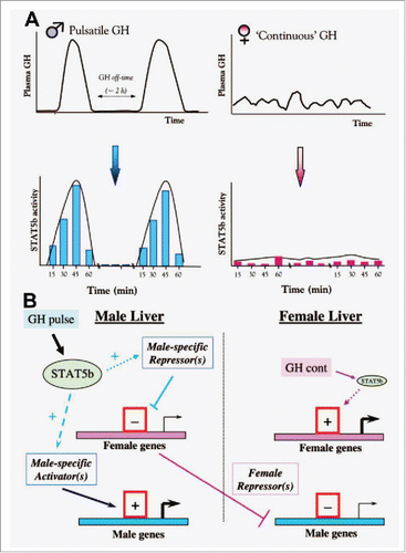 FIGURE 3. Schematics illustrating concepts of how male (pulsatile) vs female (more continuous) patterns of circulating GH elicit patterned activation of PY-STAT5 in the rat liver (Panel A), and thus sex-biased gene expression (Panel B). Schematics adapted from Waxman and O'Connor (2006) with permission of The Endocrine Society.Citation67