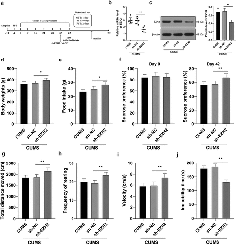 Figure 2. EZH2 silencing reduces the depression-like behaviors of depression rats. sh-EZH2 was injected into the hippocampus of CUMS-treated rats, with sh-NC injection as the control. (A) sh-EZH2 injection into the hippocampus of CUMS-treated rats. (b,c) mRNA and protein levels of EZH2 determined by RT-qPCR and Western blot analysis. (d) Food intake of rats undergoing CUMS induction. (e) Body weight of rats during CUMS induction. (f–j) depression-like behaviors observed using SPT (f), FST (g-i) and OFT (j). N = 6. The results were presented as mean ± standard deviation. One-way ANOVA was used to analyze the data. Tukey’s multiple comparisons test was applied for post hoc test. * p < 0.05, ** p < 0.01.