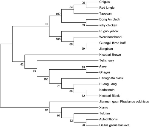 Figure 1. Phylogenetic analysis of the Jianmen-guan phasianus colchicus. The complete mitogenome is downloaded from GenBank and the phylogenetic tree is constructed by a maximum-likelihood method with 500 bootstrap replicates by MEGA 5.1. The gene’s accession number for tree construction is listed as follows: Aseel (NC_KP211418.1), Autochthonic (NC_GU261687.1), Bankiva (NC_AP003323.1), Chigulu (NC_GU261684.1), Dong An blank (NC_KM886936.1), Ghagus (NC_KP211419.1), Guangxi three-buff (NC_KP681581.1), Haringhata black (NC_KP211420.1), Huang Lang (NC_KF954727.1), Jiangbian (NC_GU261714.1), Kadaknath (NC_KP211425.1), Nicobari Black (NC_KP211421.1), Red jungle (NC_GU261695.1), Rugao yellow (NC_KP742951.1), Silky chicken (NC_AB086102.1), Taoyuan (NC_KF981434.1), Tellicherry (NC_KP211424.1), Tulufan (NC_GU261683.1), Wenshanshandi (NC_GU261699.1), Xianju (NC_GU261677.1).