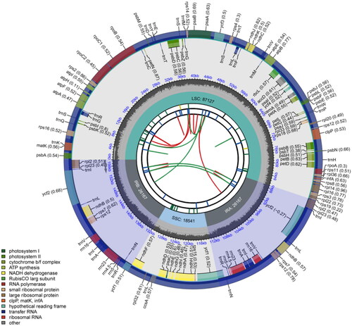 Figure 2. Circular chloroplast genome map of C. nervosus. The map is made up of six circles. Starting from the center, the first circle represents the distribution of repeats. The second circle denotes the tandem repeats with short bars. Short bars in the third circle indicate microsatellite sequences. The positions of the LSC, SSC, IRa, and IRb regions are indicated on the fourth circle. The fifth circle shows the GC content. Genes with different functions are color-coded on the sixth circle, and the optional codon usage bias is shown in parentheses after the gene name.