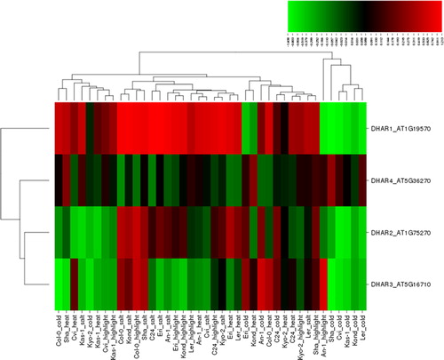 Figure 6. Heatmap showing the expression profiles of four dehydroascorbate reductase (DHAR) genes (DHAR1-4) in 10 natural Arabidopsis ecotypes, An-1, Cvi, Col-0, C24, Eri, Kas-1, Kond, Kyo-2, Ler and Sha, under four different stress conditions of salinity (100 mmol/L NaCl), cold (10 °C), heat (38 °C) and high light (800 μmol photons m−2s−1). Green indicates the down-regulated genes; red shows the up-regulated genes under given stresses. Conditions (up) and genes (left) with similar expression profiles were hierarchically clustered using Pearson correlation.