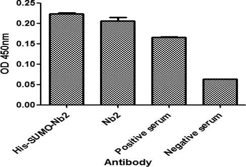 Figure 6. Comparison of the antigen-binding activity of His-SUMO-Nb2 and native Nb2 using double antibody sandwich ELISA. The plates were coated with His-SUMO-Nb2 (2 nmol/L), natural Nb2 (2 nmol/L), positive serum (positive control) and negative serum (negative control). The antigen was a purified native Cap protein, and MBP-Nb1 was added as the second antibody, followed by the addition of HRP-conjugated anti-MBP tag mouse monoclonal antibody.