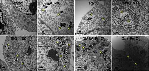 Figure 2 TEM images of cell uptake of various NPs. The NPs were distributed in/beside the cells as the arrow indicated.