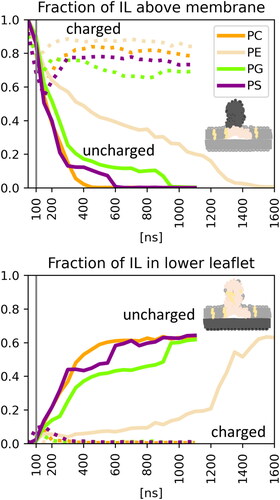 Figure 4. Fraction of IL content above the membrane and in the lower leaflet during simulations averaged over three replicas. The solid lines correspond to systems with deprotonated IL, whereas the dotted lines correspond to the protonated IL. The grey vertical line indicates the end of pulling.