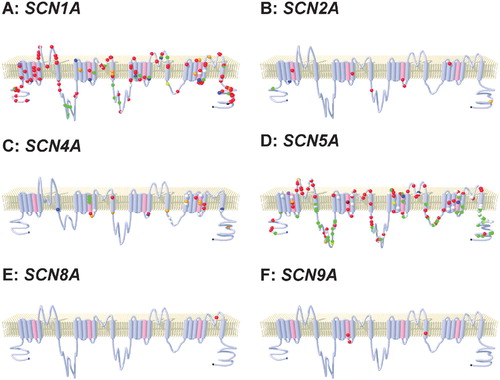 Figure 1. Diagrammatic representation of voltage‐gated sodium channels showing locations of mutations causing channelopathies. A: SCN1A; generalized epilepsy with febrile seizures plus (blue), severe myoclonic epilepsy of infancy (red), intractable childhood epilepsy and frequent generalized tonic‐clonic seizures (orange), borderline severe myoclonic epilepsy of infancy (green), familial febrile convulsions‐3 (purple), familial autism (light blue), familial hemiplegic migraine (yellow) and mixed phenotypes (white). B: SCN2A; benign familial neonatal‐infantile seizures (red), severe myoclonic epilepsy of infancy (green), febrile and afebrile seizures (blue), and familial autism (orange). C: SCN4A; hyperkalemic periodic paralysis (red), hypokalemic periodic paralysis (green), paramyotonia congenita (orange), potassium‐aggravated myotonia (blue) and mixed phenotypes (white). D: SCN5A; Brugada syndrome (red), long QT syndrome type 3 (green), (progressive) cardiac conduction defects (orange), sick sinus syndrome (blue), atrial standstill (purple), sudden infant death syndrome (light blue), drug‐induced torsades de pointes (yellow), AV block (black), dilated cardiomyopathy (brown) and mixed phenotype (white). E: SCN8A; ataxia. F: SCN9A; primary erythermalgia.