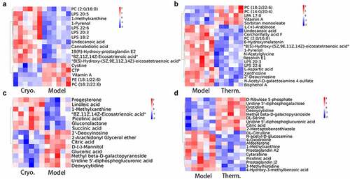 Figure 3. Identified differentially expressed metabolite clustering and enrichment in metabolic pathways. Heatmaps of differentially expressed metabolites clustering for Cryo vs. Model group (a), and Therm vs. Model group (b) on Day 7, and Cryo vs. Model group (c) and Therm vs. Model group (d) on Day 14 in ESI− mode.