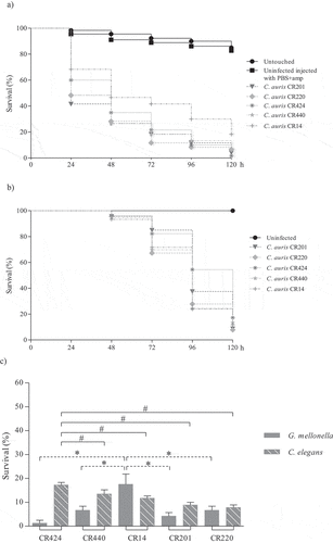 Figure 3. Survival curves of G. mellonella (a) and C. elegans (b) infected with C. auris urine isolates. Larvae of G. mellonella were infected with 1 × 106 cells/larva and the control groups used were a group of untouched larvae and larvae inoculated with PBS and ampicillin (PBS+amp) as a puncture (sham) control group. C. elegans worms were infected by C. auris cell ingestion for 2 h. c) Survival percentages at 120 hours post-infection of G. mellonella and C. elegans infected with C. auris urine isolates. The C. auris isolates were sorted from highest to lowest survival percentages of C. elegans. Statistically significant differences in pathogenicity of C. auris urine isolates compared to the least virulent isolate in G. mellonella, C. auris CR14 (*), and the highest virulent isolate in C. elegans, C. auris CR424 (#), calculated using the log-rank test (p < 0.05) are indicated