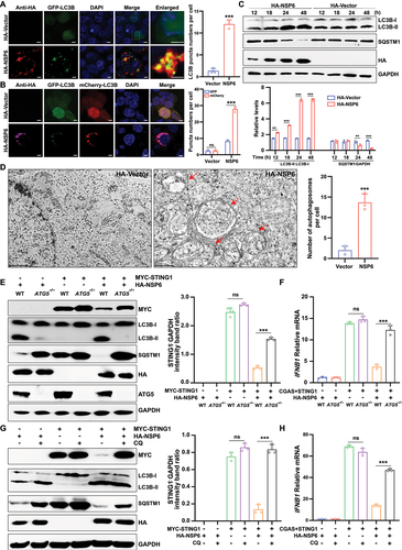 Figure 3. SARS-CoV-2 NSP6 triggers autophagy. (A) the LC3B puncta were detected by immunofluorescence microscopy in HEK293T cells co-transfected with GFP-LC3B and HA-NSP6 or HA-vector plasmids for 24 h with anti-HA antibodies (left). The amount of autophagy was determined by quantification of GFP-LC3B puncta in 30 cells (right). Scale bars: 5 µm. (B) the colocalization of GFP-LC3B and mCherry-LC3B was visualized by immunofluorescence microscopy in HEK293T cells co-transfected with mCherry-GFP-LC3B and HA-NSP6 or HA-vector plasmids for the indicated time periods. Autophagic flux was evaluated by calculating the numbers of GFP-LC3B and mCherry-LC3B on 30 cells (right). Scale bars: 5 µm. (C) LC3B and SQSTM1 expression in HEK293T cells co-transfected with HA-NSP6 or HA-vector plasmid was detected by immunoblotting with anti-SQSTM1 and anti-LC3B antibodies at the indicated time points (top). Band intensities were determined by ImageJ software (bottom). (D) the autophagosomes (red arrows) were visualized in NSP6-expressing HEK293T cells by transmission electron microscopy (left). Scale bars: 200 nm. The number of autophagosomes per cell was quantified (right). (E) the expression of STING1 was detected by immunoblotting in WT and ATG5−/− HeLa cells (without endogenous CGAS and STING1) co-transfected with MYC-STING1 and HA-NSP6 plasmids for 24 h (left). Band intensities were determined by ImageJ software (right). (F) IFNB1 mRNA levels were measured using RT-qPCR in WT and ATG5–/– HeLa cells (without endogenous CGAS and STING1) co-transfected with MYC-STING1 and HA-NSP6 plasmids for 24 h. (G) the expression of STING1 was detected by immunoblotting in HEK293T cells co-transfected with MYC-STING1 and HA-NSP6 plasmids for 24 h and treated with or without CQ treatment (20 µM) 9 h after transfection until cells were harvested (left). Band intensities were determined by ImageJ software (right). (H) IFNB1 mRNA levels were measured using RT-qPCR in HEK293T cells co-transfected with MYC-STING1 and HA-NSP6 plasmids for 24 h with or without CQ treatment (CQ 20 µM) for 9 h. The data are representative of three independent experiments. Data are presented as mean ± SD. *P < 0.05, **P < 0.01, and ***P < 0.001 (unpaired, two-tailed Student’s t-test).