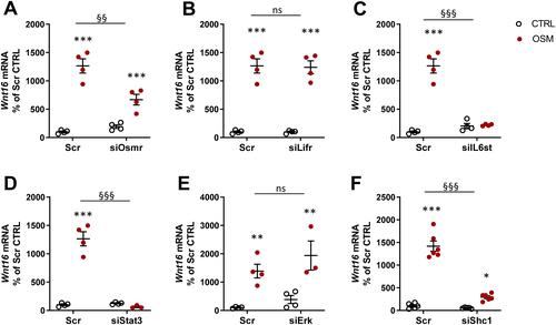 Figure 7 OSM induces Wnt16 expression through the OSMR/gp130/SHC1/STAT3 axis. The expression of Osmr (A), Lifr (B), IL6st (encoding gp130) (C), Stat3 (D), Erk (Mapk1/Mapk3) (E), and Shc1 (F) was silenced in primary calvarial osteoblast cultures using siRNA. Cells were treated with 100 ng/mL mOSM for 24 h and thereafter Wnt16 expression was analyzed. Scrambled siRNA (Scr) was used as control. Individual values are presented in all graphs with the mean shown as horizontal lines and ±SEM as vertical lines. ***P<0.001, **P < 0.01, *P < 0.05 vs respective untreated control, two-way ANOVA followed by Sidak’s multiple comparison test. §§P<0.01, §§§P<0.001, ns (not significant) P>0.05 for the effect by mOSM in siRNA-treated cells vs the effect by mOSM in Scr-treated cells analyzed by interaction in two-way ANOVA.