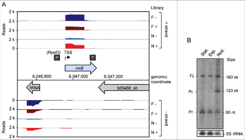 Figure 1. Detection of the small mRNA rreB. (A) Genomic context of rreB and cDNA reads, which originate from a previous differential RNA-seq analysis.Citation19 RNA was isolated from exponentially growing, free-living cells in liquid cultures (F) and from nodules (N). RNA samples were treated (+) or not treated (−) with terminal exonuclease (TEX), which degrades 5′-monophosphorylated (processed) transcripts. The scale of each library is indicated (Reads). Flexed thin black arrow, mapped TSS; dark gray boxes with P and T, mapped putative promoter and terminator, respectively.Citation19 The gene rreB is located between Bjat37 encoding tRNA-Gly and bll5488_sh encoding a 2-component hybrid sensor and regulator. (B) Northern blot hybridization for detection of the sRNA rreB using a probe complementary to the sORF (see Fig. 2A). Total RNA isolated from liquid cultures grown to the exponential growth phase (Exp), the stationary phase (Stat) and from soybean nodules (Nod) was used. On the right side, the positions of the marker RNAs (160 nt, 120 nt and 60 nt corresponding to 6S rRNA, 5S rRNA and a fragment detected by the 6S RNA-specific probe, respectivelyCitation30), are given. The full-length transcript (FL) and putative degradation products (Pr.) were detected. 5S rRNA was used as loading control.
