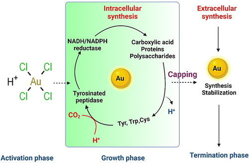 Figure 2 Intracellular and extracellular pathways for the biosynthesis of AuNPs.