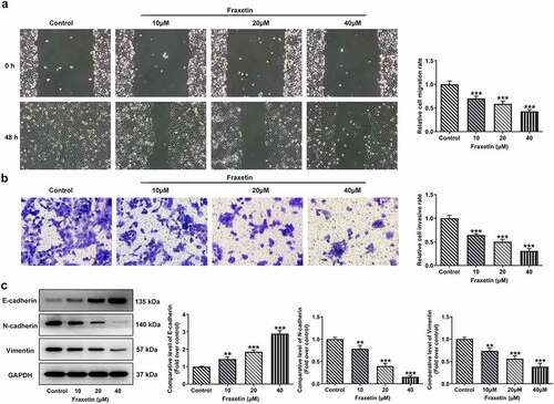 Figure 2. Fraxetin inhibits migration and invasion of DU145 prostate cancer cells. DU145 cells were treated with 0, 10, 20 and 40 μM Fraxetin for 48 h, then (a) cell migration was observed by wound-healing assay (magnification, x100); (b) cell invasion was measured by transwell assay (magnification, x100); (c) the protein expression was detected by western blot assay. **P < 0.01 and ***P < 0.001 vs Control.