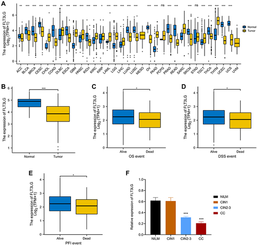 Figure 1 Expression patterns of FLT3LG mRNA in CESC from TIMER, TCGA, and our cohort database. (A) The FLT3LG expression in different cancer types from the TIMER database. (B) FLT3LG expression was significantly decreased in CESC from the TCGA-CESC data sets. (C–E) The expression level of FLT3LG was analyzed using the TCGA-CESC data sets according to (C) OS, (D) DSS, and (E) PFI. (F) FLT3LG expression level decreased in clinical specimens. Analysis between two groups: Wilcoxon Rank sum test; NS: P= 0.05 or higher; *P < 0.05; **P < 0.01; ***P < 0.001.