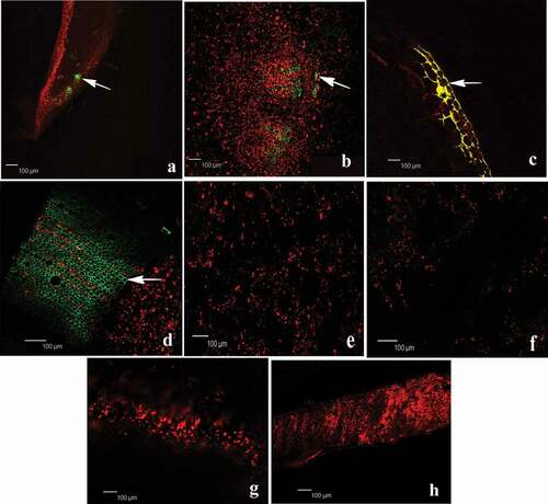 Fig. 6 Endophytic localization of gfp gene expression in tomato roots after seedling inoculation with Streptomyces-gfp SA51 strain. Fluorescence microscope images of different parts of tomato plants growing under greenhouse conditions showing green fluorescence due to colonization of Streptomyces-gfp. The photograph shows internal tissue of root, stem, petiole and leaf respectively from left to right. Top line SA51 strain (a-d) arrow indicates colonization of bacteria inside tissues and bottom-line control (un-inoculated) (e-f) of tomato seedlings. Bar represent the scale of measurement.