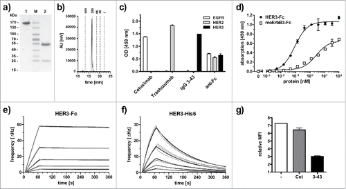 Figure 1. Biochemical characterization and antigen binding of IgG 3–43. (a) SDS-PAGE analysis (Coomassie stained) under non-reducing (1) and reducing (2) conditions. (b) Size-exclusion chromatography of IgG 3–43. (c) Selectivity for HER3 analyzed by ELISA with immobilized human EGFR-Fc, HER2-Fc, and HER3-Fc. Cetuximab (anti-EGFR) and trastuzumab (anti-HER2) were included as positive controls. An anti-Fc antibody was included as a coating control. (d) Binding of IgG 3–43 to HER3 and mouse ErbB3-Fc in ELISA. Bound protein was detected with HRP-conjugated anti-human Fab antibody. (e, f) Quartz crystal microbalance measurements with IgG 3–43 immobilized on a carboxyl chip and incubation with either dimeric HER3-Fc (0.625 - 10 nM) (e) or a monomeric his-tagged extracellular region of HER3 (1.25 - 20 nM) (f). Curve fits are shown as bold lines. (g) Inhibition of binding of his-tagged recombinant human heregulin to MCF-7 cells by preincubation with a 60-fold molar excess of IgG 3–43 was analyzed by flow cytometry. Cetuximab (Cet) was included as negative control.