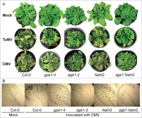 Figure 1. AGB1, but not GPA1, knockout suppresses development of the cell death symptoms induced by CMV or TuMV infection. (A) Development of chlorosis and necrosis on designated genotypes infected with CMV or TuMV 16 and 21 dpi, respectively. Necrosis is obviously less developed in agb1-2 and NahG agb1-2 compared to WT (Col-0), gpa1-4 or NahG. (B) Detection of dead cells using trypan blue staining. Lower intensity of blue staining in agb1-2 and NahG agb1 compared to WT (Col-0), gpa1-4 and NahG indicates suppression of induced cell death by agb1 mutation.