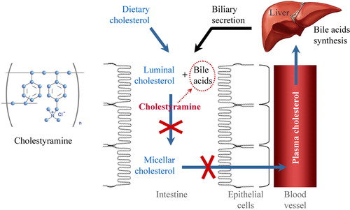 Figure 2. Structural formula and mechanism of lowering plasma cholesterol by bile acid sequestrant cholestyramine. Bile acids are synthesized in the liver from cholesterol and secreted to the intestine through the gallbladder. Cholestyramine binds bile acids in the gastrointestinal tract, prevents their re-absorption and increases their excretion from the organism. The low level of bile acids in the portal vein and liver induces synthesis of bile acids ‘de novo’, which is accompanied by consumption of cholesterol and its removal from the plasma. Thus, plasma cholesterol decreases.