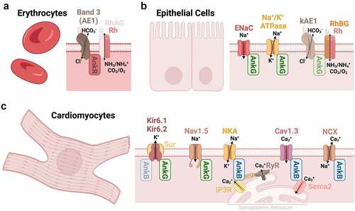 Figure 2. Schematic diagram of ankyrin’s channel and transporter interactions in the periphery [Citation106]. These include, (a) AnkR in erythrocytes, (b) AnkG in epithelial cells, and (c) AnkB and AnkG in cardiomyocytes.