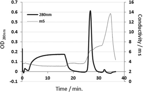 Figure 2. Purification of C-PC extracted from Thermosynechococcus elongatus by ion exchange chromatography (IEC). Crude extract was diluted by equilibration buffer (20 mM HEPES, 10 mM CaCl2, 10 mM MgCl2) before loading into POROS 50HQ/M column. Gradient of 0–200 mM MgSO4 with 5 CV step at 30% was performed to elute pure C-PC.