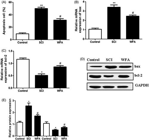 Figure 4. WFA treatment reduced apoptotic cells in SCI mice. (A) Detection of apoptotic cells in control mice and SCI mice treated by saline alone or WFA. Real-time PCR was used to measure the mRNA levels of (B) bax and (C) bcl-2. (D and E)The protein expression of apoptosis-related molecules was determined with western blot. *p < 0.05, **p < 0.01, compared with control mice; #p < 0.05, compared with SCI mice.