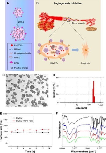 Figure 1 (A, B) Design, delivery, and action mechanisms of bioresponsive cancer-targeted polysaccharide nanosystem to inhibit angiogenesis. (C) TEM images of mUPR@ Ru(POP). (D) Size distribution of mUPR@Ru(POP). (E) Changes in the particle size of mUPR@Ru(POP) following incubation with DMEM or 10% FBS; (F) FTIR spectra of (a) Ru(POP), (b) UP, (c) mUPR, and (d) mUPR@Ru(POP).Abbreviations: FBS, fetal bovine serum; FTIR, Fourier transform infrared; HUVEC, human umbilical vein endothelial cell; mPEG, methoxy polyethylene glycol; mUPR, mPEG-UL polysaccharide-NIPAM-RGD; NIPAM, N-isopropyl acrylamide; RGD, Arg–Gly–Asp; TEM, transmission electron microscopy; Ru(POP), [Ru(phen)2p-MOPIP] (PF6)2·2H2O; UL, Ulva lactuca; UP, UL polysaccharide-NIPAM.