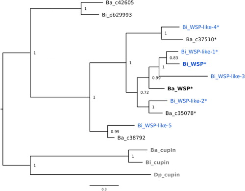 Figure 3. Bayesian phylogenetic tree of the WSP homologues in B. improvisus and B. amphitrite based on the alignment in Figure S1A. Cupin_5 domain proteins were added as an outgroup. All identified B. improvisus WSP homologues are marked in blue. Asterisks indicate WSP-like proteins with a long and charged C-terminus.