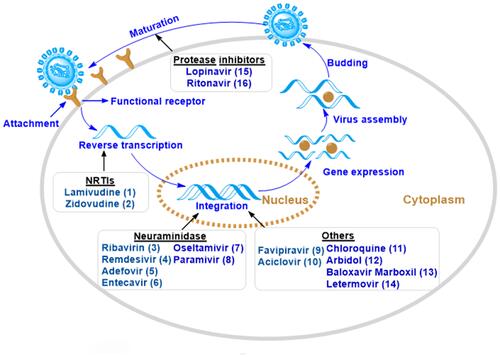 Figure 4 The antiviral mechanisms of AvDs include reverse transcription inhibition, integration inhibition, maturation interference. NRTIs refer to nucleoside reverse transcriptase. (1)-(6), (9), (10) belong to nucleoside analogues antiviral drugs (NA-AvDs) written in the color Display full size; (7), (8), (11)-(16) belong to non-nucleoside analogues antiviral drugs (NN-AvDs) written in the color Display full size.