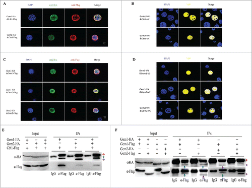 Figure 3. The interactions between BmGeminin1, BmGeminin2 and BmCdt1. (A) Immunofluorescence analysis of the co-localization of BmGeminin1 and BmGeminin2 with BmCdt1, respectively. DNA was stained with DAPI. (B) Immunofluorescence analysis of the co-localization of BmGeminin1 with self, BmGeminin1 with BmGeminin2, and BmGeminin2 with self. DNA was stained with DAPI. (C) BiFC system analysis of the interaction of BmGeminin1, BmGeminin2 and BmCdt1. BmGeminin1 or BmGeminin2 and BmCdt1 were co-transfected into BmN-SWU1 cells. Cellular nuclei were stained with DAPI. Auto-fluorescence signals were visualized using confocal microscopy. (D) BiFC system analysis of the interaction of BmGeminin1 with self, BmGeminin1 with BmGeminin2, BmGeminin2 with self. BmGeminin1 or BmGeminin2 were co-transfected into BmN-SWU1 cells. Cellular nuclei were stained with DAPI. Auto-fluorescence signals were visualized using confocal microscopy. (E) Co-immunoprecipitation (Co-IP) assays of the interaction of BmGeminin1 and BmGeminin2 with BmCdt1. Red arrow indicates the IgG heavy chain, blue arrow indicates the BmGeminin1 protein band, and purple arrow indicates the BmGeminin2 protein band. Input: cell lysates. IgG: IP with control mouse IgG. (F) Co-IP assays of BmGeminin1 and BmGeminin2 self-association or interaction with each other in cells. Red arrow indicates IgG heavy chain, blue arrow indicates the BmGeminin1 protein band, and purple arrow indicates the BmGeminin2 protein band. Input: cell lysates. IgG: IP with control mouse IgG.