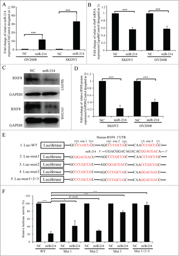 Figure 2. MiR-214 directly regulates RNF8 expression. Relative expression levels of miR-214 (A), RNF8 mRNAs (B) or protein (C and D) were detected at 48 h or 72 h post transfection by real-time PCR or Western blotting, respectively. (E) Mature miR-214 sequence and its putative binding sites in the 3′ UTR of human RNF8 mRNA. Dual luciferase reporter constructs contain a DNA sequence encoding wild-type (E1) or mutant RNF8 mRNA 3′ UTR for each individual (E2-4) or all (E5) putative binding sites, respectively. Mean ± SD, from 3 independent experiments. (F) Relative luciferase activity was measured 24 h after co-transfection of each luciferase vectors (100 ng) together with miR-214 mimics (50 nM) or controls in 293T cells. *P < 0.05, ***P < 0.001, 2-tailed t-test (B and D), chi-square test (F).