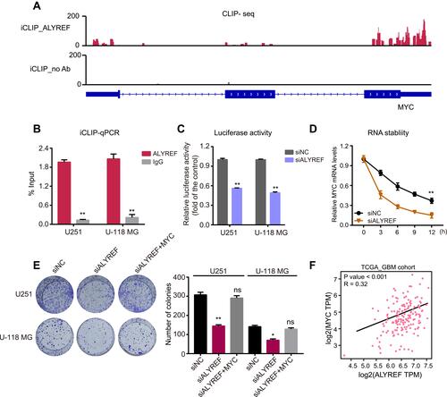 Figure 5 ALYREF controls MYC mRNA stability in GBM cells. (A) The CLIP sequencing data showed the enrichment of ALYREF at 3ʹ-UTR of MYC in HeLa cell. (B) iCLIP-qPCR validation for ALYREF binding to MYC mRNA in GBM cells. (C) The relative luciferase activity of 3ʹ-UTR of MYC transfected with control or ALYREF siRNAs in U251 and U-118 MG cells. (D) The relative MYC mRNA levels in U251 and U-118 MG cells transfected with control or ALYREF siRNAs and treated with actinomycin D. (E) The colony assay transfected with ALYREF, ALYREF plus MYC overexpression plasmids or negative siRNA in U251 and U-118 MG cells. (F) The expressional correlation of ALYREF with MYC in TCGA-GBM cohort. The results (n = 3) were represented as the mean ± SEM in (B–E). *P < 0.05; **P < 0.01.