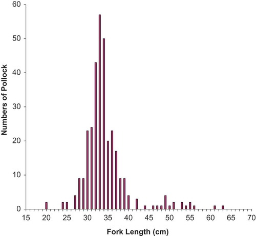 Figure 2. Length frequency distribution of Walleye Pollock that were used in the tagging feasibility study.