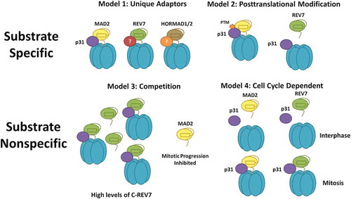 Figure 4. Models for TRIP13 regulation of diverse HORMA proteins. Substrate Specific Models (1): Substrate specificity is enforced by unique adaptors for each HORMA protein; (2): Substrate specificity is enforced by post-translational modification of the appropriate substrate. Substrate Nonspecific Models (3): Each HORMA protein competes for a limited supply of TRIP13-p31. High levels of DNA damage would thereby inhibit anaphase progression through TRIP13-p31 sequestration. C-REV7 indicates closed REV7; (4): TRIP13 acts on all substrates during a specific cell cycle phase or phases. TRIP13 is known to be active in mitosis and may represent another mechanism to suppress DNA repair in mitosis.