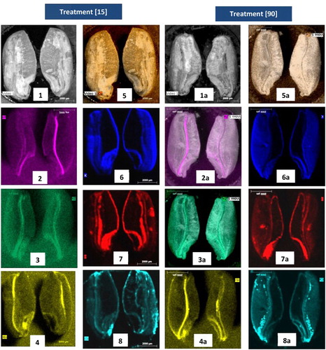 Figure 4. Location of nutrients in wheat grains halved by fluorescence radiation of X rays. For treatments [15] and [90], respectively: scanning electron micrographs (1 and 1a); Fe (2 and 2a); Zn (3 and 3a); Mn (4 and 4a); Cu (5 and 5a); K (6 and 6a); P (7 and 7a); Ca (8 and 8a).