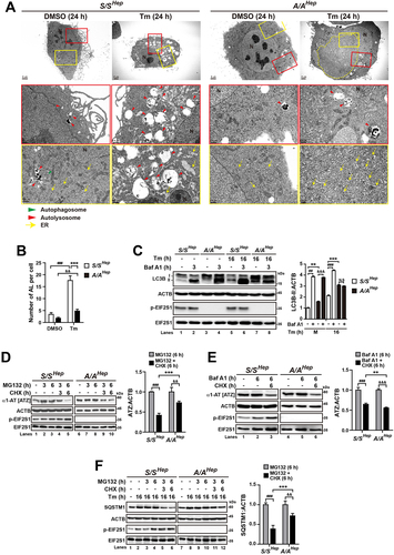 Figure 3. Autophagic flux is impaired in A/A cells during ER stress. (A) Representative TEM images of S/SHep and A/AHep cells treated with DMSO or Tm (1 µg/mL) for 24 h. The panels of the second (red) and third (yellow) rows are magnified images of the red and yellow boxes in the panels of the first row, respectively. Green arrowheads indicate autophagosomes, red arrowheads indicate autolysosomes, and yellow arrows indicate the ER. The dotted yellow line defines a mass of dilated and fragmented ER structures. Scale bars: first row 2 µm and second and third rows 0.5 µm. (B) Quantification of the number of autolysosomes per cell in the TEM images in (A). Data are presented as mean ± SEM of three independent experiments (at least 15 cells per condition). (C) WB analysis of LC3B in protein lysates of S/SHep and A/AHep cells. Cells were treated with DMSO or Tm (1 µg/mL) for 16 h in the absence or presence of the lysosomal inhibitor Baf A1 (200 nM) for 3 h before harvest. The graph depicts the LC3B-II level normalized to the ACTB level. Data are presented as mean ± SEM of three independent experiments. (D and E) WB analysis of SERPINA1/alpha-1-antitrypsin mutant Z (α1-AT [ATZ]) in protein lysates of S/SHep and A/AHep cells. Cells were transfected with the pcDNA3.1-α1-AT [ATZ] plasmid for 24 h. Transfected cells were treated with DMSO, the proteasome inhibitor MG132 only (20 µM) (C), the lysosomal inhibitor Baf A1 only (100 nM) (D), MG132 plus the translation inhibitor CHX (100 µg/mL) (C), or Baf A1 plus CHX (D) for the indicated durations. The graphs depict the ATZ level normalized to the ACTB level after treatment for 6 h. Data are presented as mean ± SEM of three independent experiments. (F) WB analysis of SQSTM1, an endogenous cargo of autophagy in protein lysates of S/SHep and A/AHep cells. S/SHep and A/AHep cells were treated with DMSO or Tm and then with MG132 (20 µM) only or MG132 plus CHX for the indicated durations before harvesting samples. The graphs depict the SQSTM1 level normalized to the ACTB level after treatment for 6 h. Data are presented as mean ± SEM of three independent experiments. A two-way ANOVA with Sidak’s post hoc test was used in (B)-(F).