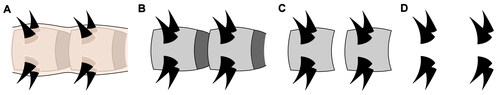 Figure 8. Dominant taphonomic gradient of the trunk in Entothyreos synnaustrus gen. et sp. nov. A, Fully preserved with body outline including flexible upper layer of the integument, covering sclerotic sheets and their intercalary elements as well as the base of the spines. Lateral constriction may represent an initial degree of decay following loss of muscle tissue. B, Flexible upper layer of the integument decayed away or absent from moult carcass. C, Flexible upper layer of the integument and intercalary elements decayed away or absent from moult carcass. D, Spines only, conserving original disposition.