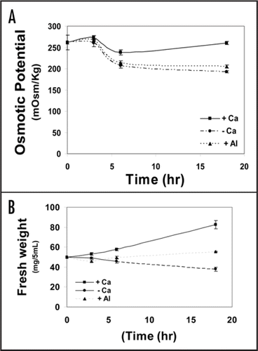 Figure 6 Kinetics of osmotic potential of tobacco cells (SL) in Ca-depleted (- Ca), supplemented with 0.5 mM Ca (+ Ca) or Al-treated (Al) cultures for 18 h (A). Cells were collected at 0, 3, 6 and 18 h after treatment and handled the same as in Figure 5. (B) represents the fresh weight (mg/5 mL) at the above-mentioned time intervals. Each point represents the mean value of three replicates ± SE from two independent experiments.