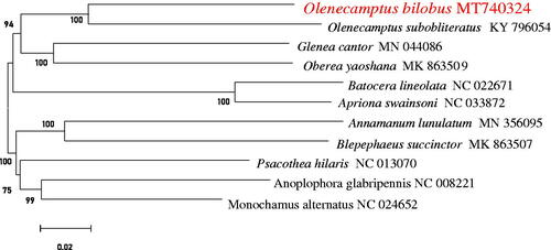 Figure 1. Neighbor-Joining phylogenetic tree of O. bilobus and some other Lamiinae beetles. The complete mitochondrial genome was downloaded from GenBank and the phylogenic tree was constructed by Neighbor-Joining method with 1000 bootstrap replicates were estimated using the MEGA 7.0.