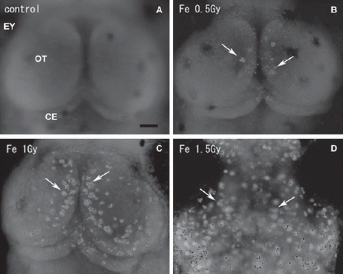 Figure 1. Fluorescence microscopy images of whole-mount AO-stained embryonic brains. The optic tectum (OT) of a nonirradiated normal embryo at stage 30 (A), and those of iron-ion irradiated embryos at 24 h after exposure at a dose of 0.5 Gy (B), 1 Gy (C), and 1.5 Gy (D). Dorsal views, rostral to top. Arrows indicate AO-stained rosette-shaped clusters of apoptosis. OT = optic tectum; EY = eye. Scale bar = 50 μm.