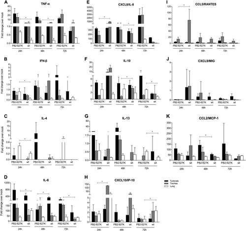 Fig. 7 Cytokine mRNA expression from ex vivo cultures of the respiratory tract isolated from tree shrews.Tissues isolated from different parts of the respiratory tract were infected with 106 TCID50/mL of H9N2 viruses (Y280-wt or Y280-PB2-E627K) at 37 °C. The mRNA expression levels of TNF-α (a), IFN-β (b), IL-4 (c), IL-6 (d), CXCL8 (e), IL-10 (f), IL-13 (g), CXCL10 (h), CCL5 (i), CXCL9 (j) and CCL2 (k) in different ex vivo explants (n = 3 per time point) were measured by quantitative PCR. The expression of the target genes was standardized to the mRNA expression of the GAPDH gene and the expression in mock-infected tree shrews. *p < 0.05