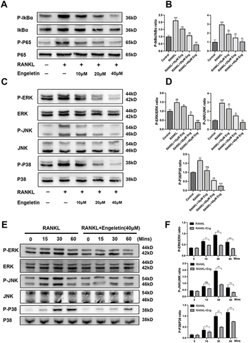 Figure 4 Eng inhibited the RANKL-induced NF-κB and MAPK signaling pathway. (A) RAW264.7 was treated with 50 ng/mL RANKL and different concentrations of Eng. Representative Western blotting images of the effects of Eng on IκBα and P65 phosphorylation. (B) The ratios of band intensity of IκBα and P65 phosphorylation relative to total IκBα and P65 were quantitatively determined (C) RAW264.7 was treated with 50 ng/mL RANKL and different concentrations of Eng. Representative Western blotting images of the effects of Eng on ERK, JNK, P38 phosphorylation. (D) The ratios of band intensity of ERK, JNK and P38 phosphorylation relative to total ERK, JNK and P38 were quantitatively. (E) RAW264.7 were pretreated with Eng (40 μM) for 60 min and stimulated by RANKL (50 ng/mL) for the indicated time points. (F) The ratios of phosphorylated ERK, JNK, and P38 bands to total ERK, JNK, and P38 bands at different time points were quantified. All bar charts are presented as mean ± SD; n=3. *P<0.05, **P<0.01, ***P<0.001, ns: not statistically significant.