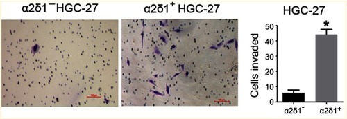 Figure 3 α2δ1+ HGC-27 cells presented more significant invasiveness than α2δ1− HGC-27 cells. Comparison of invasiveness of α2δ1+ and α2δ1− HGC-27 cells using the transwell assays. The purified α2δ1+ and α2δ1− HGC-27 cells were cultured separately in the transwell chambers for 24 hrs. The cells that had migrated through the membrane were stained and counted. α2δ1+ HGC-27 cells displayed more invasiveness than their α2δ1− counterparts. *p<0.05.