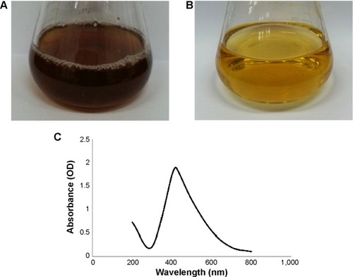 Figure 1 Chromatic properties of culture supernatant of Brevibacterium frigoritolerans DC2.Notes: Culture supernatant of B. frigoritolerans DC2 after incubation with AgNO3 (silver nitrate) (1 mM) (A) and control with medium and AgNO3 (1 mM) after incubation period (B). UV-Vis spectra of culture supernatant of B. frigoritolerans DC2 treated with 1 mM AgNO3 (C).Abbreviations: OD, optical density; UV-Vis, ultraviolet-visible.