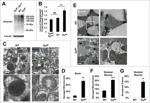 Figure 8. Accumulation of ubiquitinated proteins and damaged mitochondria in Gyf mutant flies. (A and B) 2-wk-old adult male flies of indicated genotypes were subjected to immunoblot analyses with ubiquitin and tubulin (50 kDa) antibodies (A). Relative protein level was quantified and presented as mean ±standard error (B). (C and E) Electron micrographs reveal the presence of dysfunctional mitochondria (green arrows) in the brain (C, optic lobe medulla) and the skeletal muscle (E) of 4-wk-old Gyf mutant flies. Boxed areas with normal or damaged mitochondria are magnified in lower (C) or right (E) panels. In the skeletal muscle of Gyf mutant flies, broadened Z-bands (black arrows) were frequently observed. Scale bars: 500 nm. (D, F and G) Quantification data are represented as means ± standard error (n ≥ 3). P values were calculated using the Student t test. **, P < 0.01; ***, P < 0.001; NS, not significant.