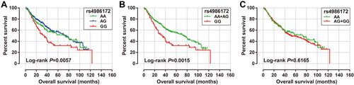Figure 7 Prognostic value of ACBD4-rs4986172 in Guangxi HBV-related HCC cohort. (A) Kaplan-Meier curve of AA, AG and GG; (B) Kaplan-Meier curve of AA+AG and GG; (C) Kaplan-Meier curve of AA and AG+GG.
