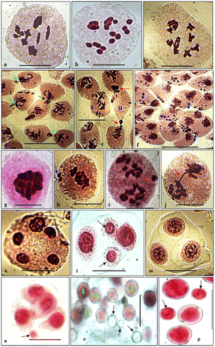 Figure 2. (a–c) PMCs at metaphase-I (2n = 16); (d–f) PMCs at different stages of meiosis depicting cytomixis (arrows showing transfer of chromatin in d and e); (e) hyperploid (I) and empty (II) PMCs; (f) PMCs with fragmented chromatin (double arrowed PMCs); (g) PMC at metaphase-I showing chromatin stickiness; (h) PMC at metaphase-I with unoriented bivalents (arrowed); (i) PMC at anaphase-I showing chromosomal laggards (arrowed); (j) PMC at anaphase-I showing chromosomal bridge (arrowed); (k) PMC at telophase II exhibiting five poles; (l) diad with micronuclei (arrowed); (m) a triad; (n) tetrad with micronuclei (arrowed); (o) fertile (double arrowed) and sterile (single arrowed) pollen grains; (p) smaller (arrowed) and large sized pollen grains. Scale= 10 μm.