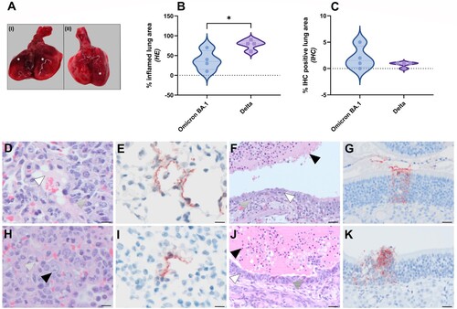 Figure 2. Pathological lesion and quantitative scoring of histopathological changes and viral antigen expression in Omicron BA.1 or Delta inoculated hamsters. (A) Representative gross pathological lesions of animals inoculated with (I) Omicron BA.1 or (II) Delta. Foci (*) of pulmonary consolidation. (B) Percentage of inflamed lung areas detected in HE staining and (C) % of viral antigen-positive lung areas detected in IHC. Significant statistical differences between two groups were calculated with unpaired t-test (*p < 0.05). (D-K) Histopathological changes and viral antigen expression in nasal turbinates and lungs of Omicron BA.1 and Delta inoculated hamsters. (D) H&E staining and (E) IHC of lungs of Syrian golden hamsters, infected with Omicron BA.1. (F) H&E staining and (G) IHC of nasal turbinates of Syrian golden hamsters, infected with Omicron BA.1. (H) H&E staining and (I) IHC of lungs of Syrian golden hamsters, infected with Delta. (J) H&E staining and (K) IHC of nasal turbinates of Syrian golden hamsters, infected with Delta. Bars indicate 20 µm. (D,H) Proportions of neutrophils (striped arrowheads), oedema fluid (white arrowhead) and type II pneumocyte hyperplasia (black arrowhead) can be found in lungs of Omicron BA.1 and Delta inoculated hamsters. (F,J) The nasal turbinates of both Omicron BA.1 and Delta infected animals were characterized by the presence of many neutrophils mixed with cellular debris and fibrin in the lumina of the nasal turbinates (black arrowhead), infiltration with variable numbers of neutrophils in the underlying olfactory mucosa (striped arrowhead) and multifocal attenuation of the olfactory mucosa (white arrowhead).