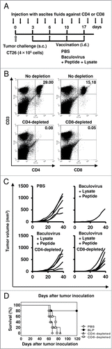 Figure 6. Assessment of the role of T cells in the induction of antitumor immunity by treatment with the combination of a peptide, lysate, and baculovirus. (A) To deplete mice of CD4+ or CD8+ T cells in vivo, we initiated intraperitoneal injection of mice with the ascites fluids (100 µl per mouse) one day before inoculation with CT26 tumor cells and then performed the depletion procedure 2 times a week during the study period. At the same time, these mice were inoculated subcutaneously with CT26 tumor cells (4 × 105) on day 0, and then treated intradermally with PBS or BLP at a 1- to 2-mm distance from the established tumors on days 3, 6, 10, and 17 (n = 5 per group). (B) Flow cytometric analysis confirmed that the depletion of CD4+ or CD8+ T cells exceeded 99% each. Numbers in the upper right quadrant are the percentages of the target cells. (C) Tumor size measurements. Each line represents an individual mouse. (D) Survival curve. Similar results were obtained in 3 independent experiments.