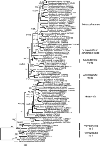 Fig. 1. Phylogenetic tree estimated with ML analysis of rbcL sequences. Values at nodes indicate bootstrap support (BP)/posterior probability (PP) (only shown if > 60/0.6). Branches marked with an asterisk received 100% (BP)/1.00 (PP) support. Species names printed in bold correspond to type species of genera.