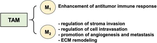 Figure 2 Type of tumor-associated macrophages.